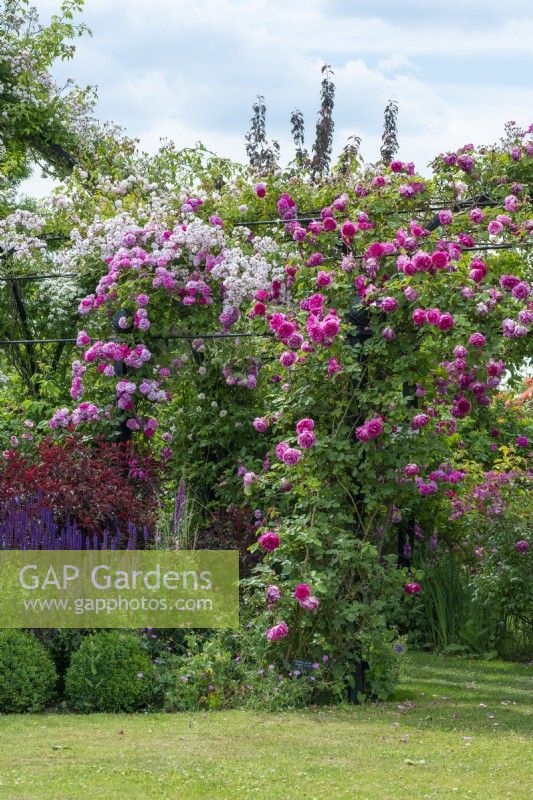 On pergola, right to left: Rosa 'Sir Paul Smith' ('Beapaul') and Rosa 'Karlsruhe'