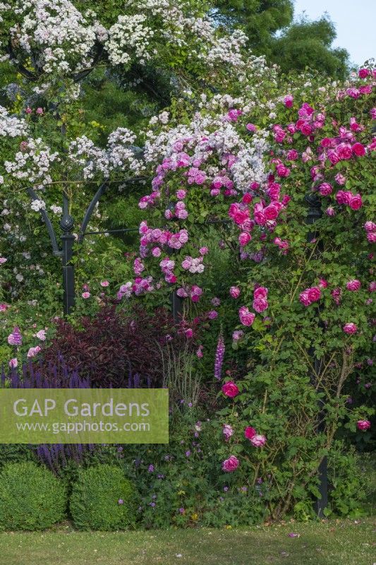 Right to left on pergola, Rosa 'Sir Paul Smith' ('Beapaul'), R. 'Karlsruhe', and R. 'Paul's Himalayan Musk' scrambling high on an arbour.