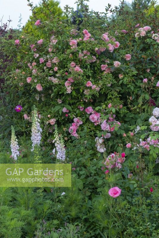 Rosa 'Paul Transon' growing up an obelisk in front of foxgloves.
