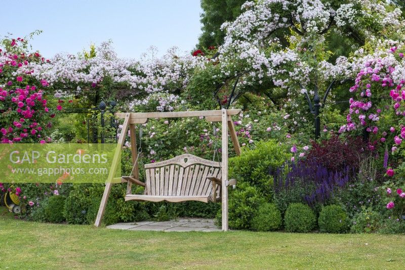 A swing-seat rests between a border of salvias, box balls and shrub roses. Behind, trained along a pergola and arbour is Rosa 'Paul's Himalayan Musk'. On right, Rosa 'Sir Paul Smith' 'Beapaul'