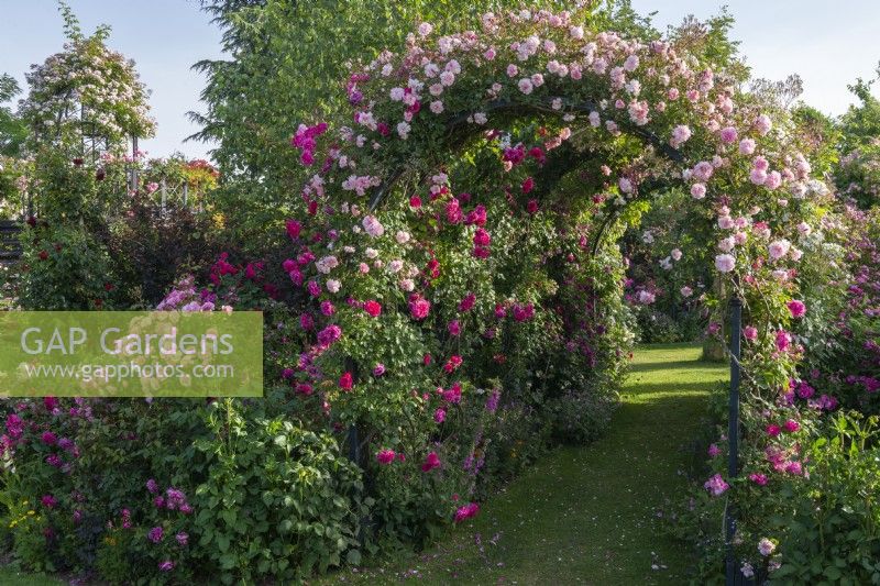 Rosa 'Ivor's Rose' trained onto pergola arch with pink Rosa 'Francois Juranville'. In bed on left, standard Rosa 'Bonica'.