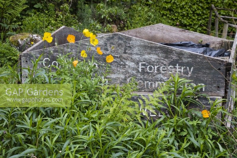 Re used wooden Forestry Commission sign forming side of compost heap. Welsh poppies. May