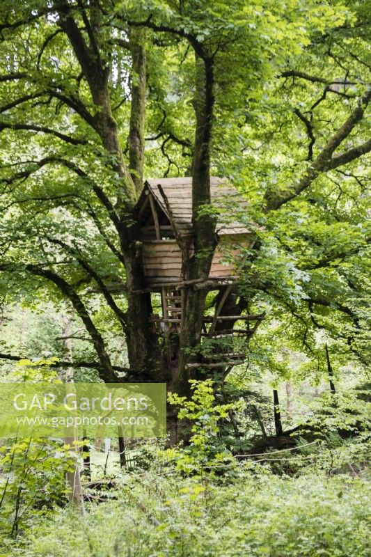 Tree house built within large Acer pseudoplatanus. May