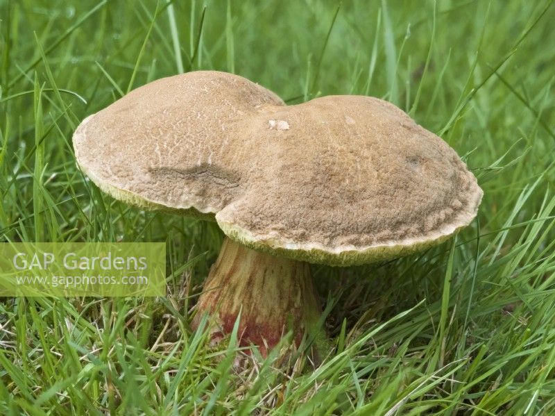 Xerocomus porosporus - Sepia Bolete in lawn