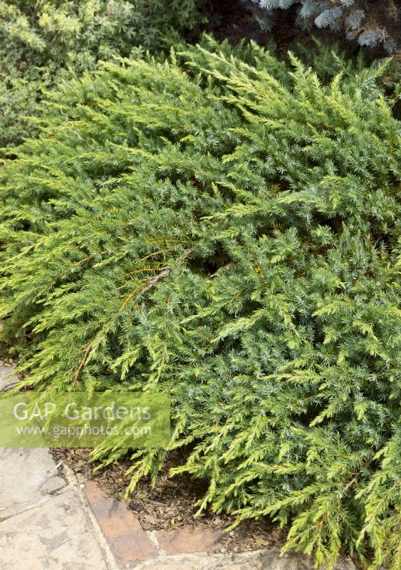 Juniperus rigida Schlager, spring May