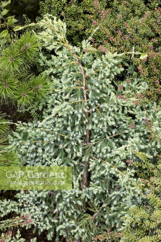 Juniperus squamata Holger, spring May
