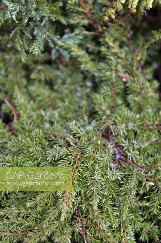 Juniperus squamata 'Green Carpet' sense Juniper.