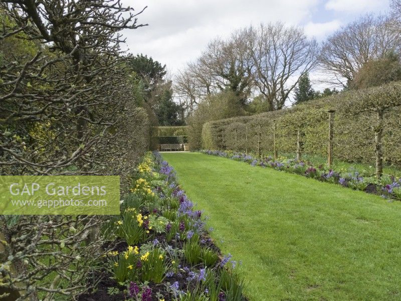 Apple walk with cordons, hyacinths and narcissi at East Ruston Old Vicarage gardens