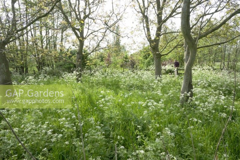 Orchard filled with cow parsley flowers in between the trees.