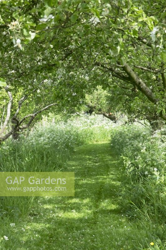 Path mowed through meadow with cow parsley and grasses and under trees in orchard.