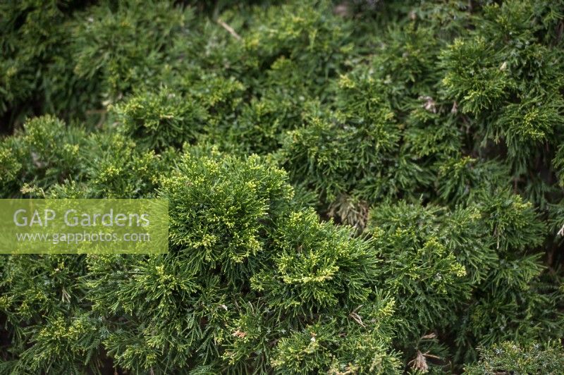 Juniperus virginiana 'Globosa' Juniper