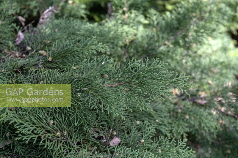 Juniperus scopulorum 'Sierra Silver' Rocky Mountain juniper