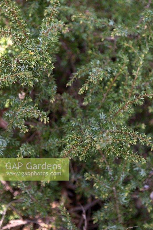 Juniperus scopulorum 'Grethe' Rocky Mountain juniper