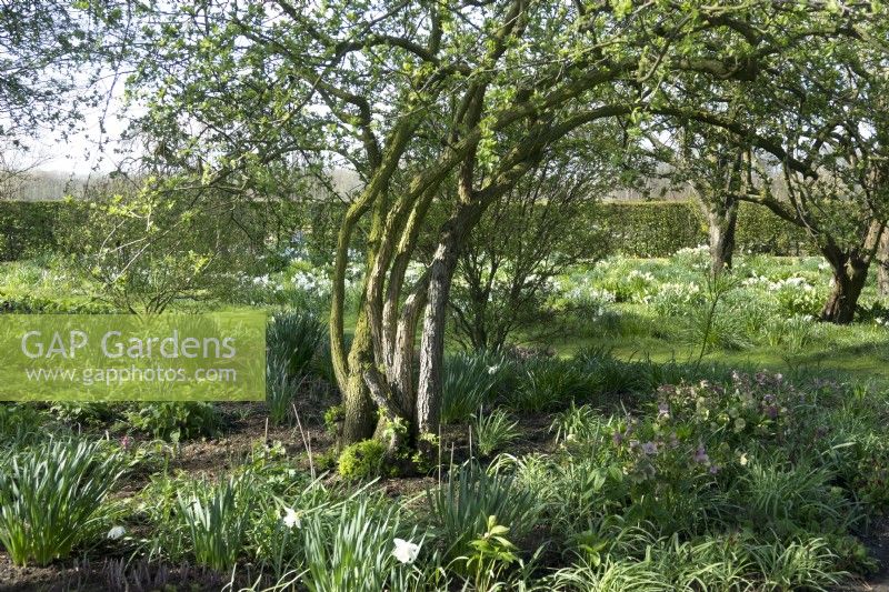 Tree in the orchard filled with Narcissus - Actaea Poeticus growing in between the grass.