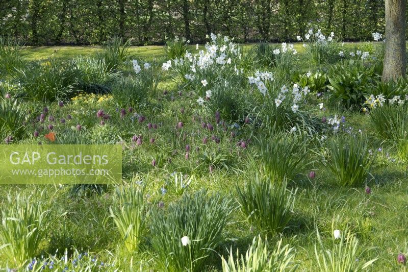 Narcissus - Actaea Poeticus and Fritillaria meleagris growing in between the grass in the orchard.