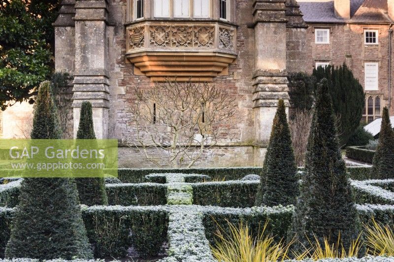 The East Garden at The Bishop's Palace Garden in Wells on a January morning, with evergreen hedges of Euonymus japonicus 'Green Spire' framing clipped yews.