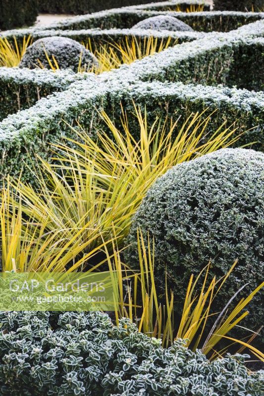 Hedges of Euonymus japonicus 'Green Spire' infilled with clipped yew and Libertia ixioides 'Goldfinger' in January