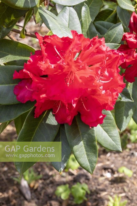 Rhododendron 'Marketeers Prize'