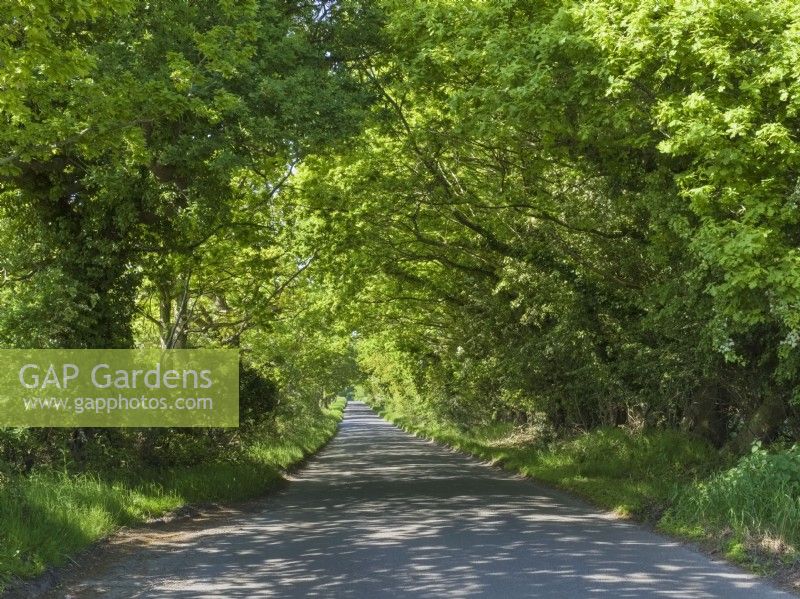 Oak bordered country lane in Spring - Norfolk.