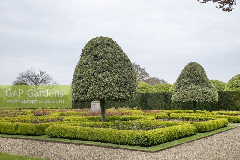 Ilex pyramid shaped trees in the Rose Parterre at Grimsthorpe Castle, April