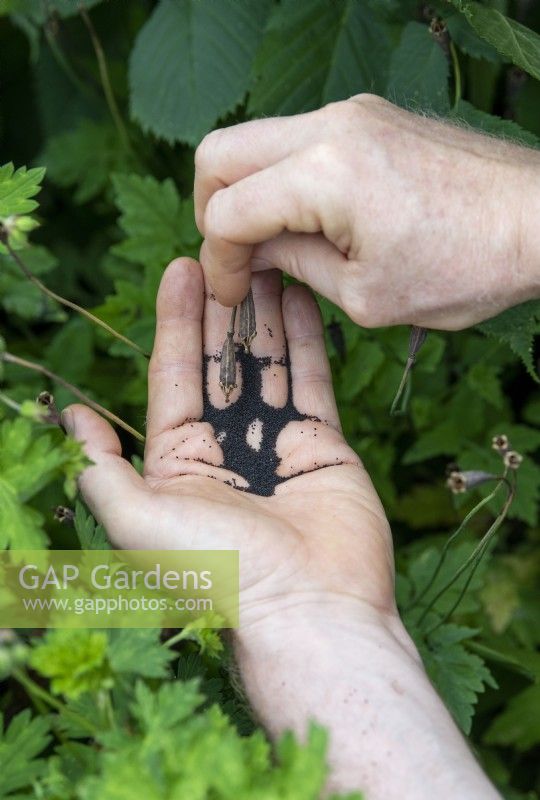 Meconopsis cambrica - Gardener collecting Welsh poppy seeds 