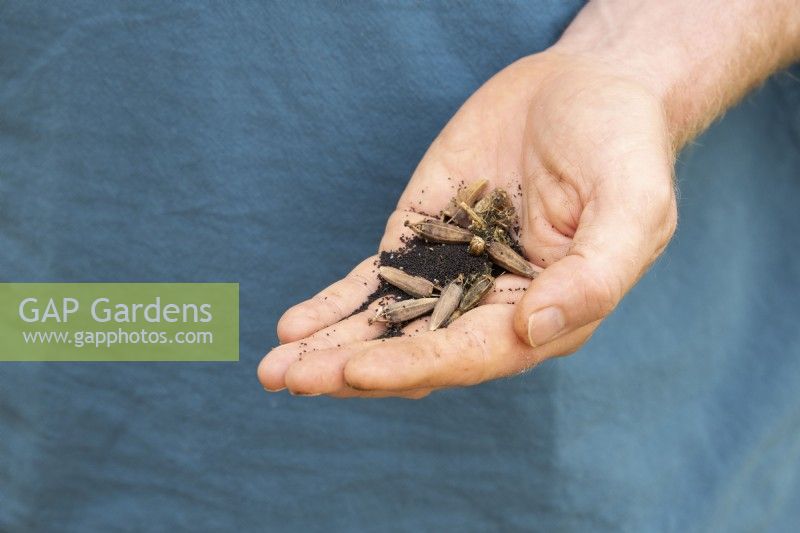 Meconopsis cambrica - Welsh poppy seeds in gardeners hand