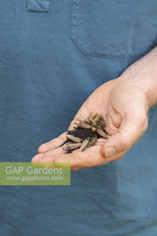 Meconopsis cambrica - Welsh poppy seeds in gardeners hand 