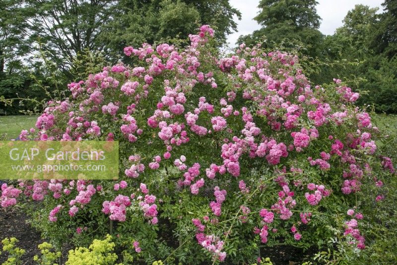 Rosa 'Dorothy Perkins' at Waterperry Gardens, July