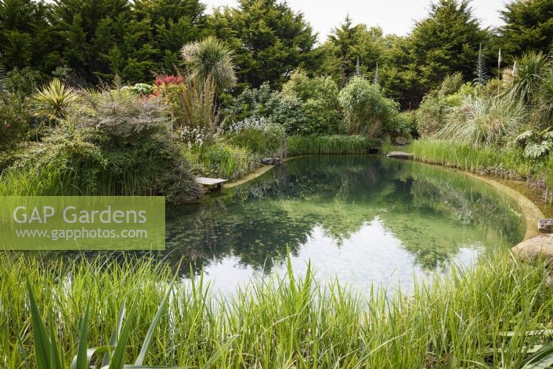 Natural swimming pond surrounded by lush foliage plants in a Cornish garden in May
