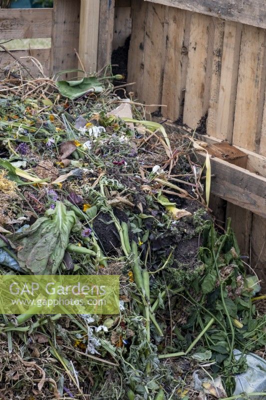 A garden compost bin enclosed by wooden pallets.