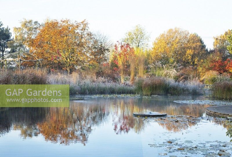 Reflections in a natural swimming pool surrounded by autumnal coloured trees and frost covered ornamental grasses such at Molinia arundinacea 'Karl Foerster'.