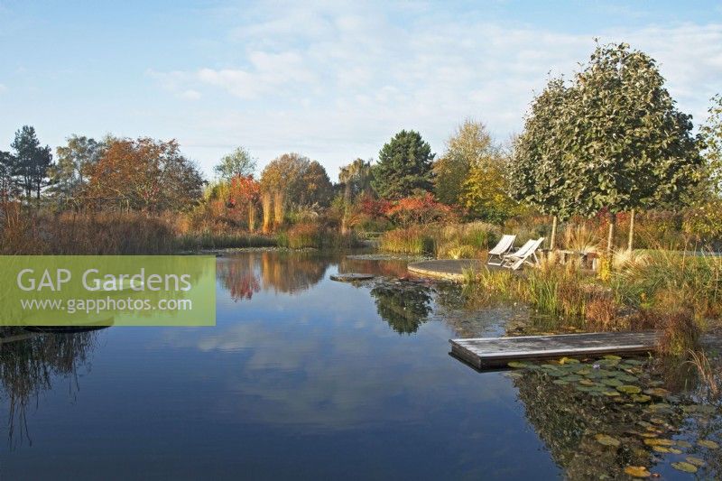 Reflections in a natural swimming pool with seating area and diving platform, surrounded by autumnal coloured trees and ornamental grasses.