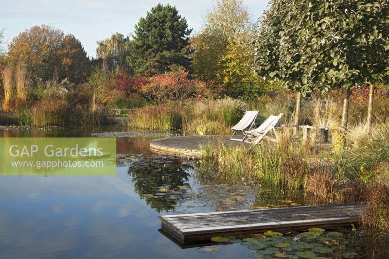 Natural swimming pool with seating area and diving platform surrounded by ornamental grasses and trees.