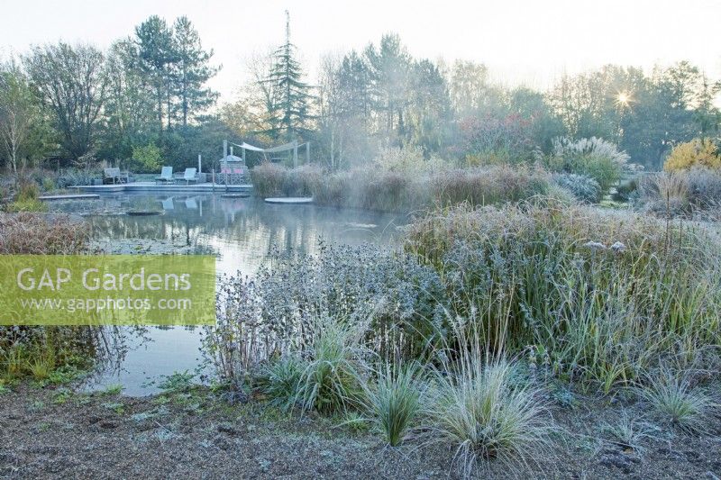 Natural swimming pool surrounded by ornamental grasses and perennials covered in frost at sunrise.