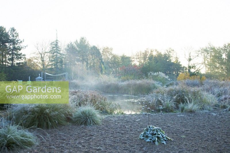 Mist rising from a natural swimming pool surrounded by ornamental grasses on a frosty morning at sunrise.