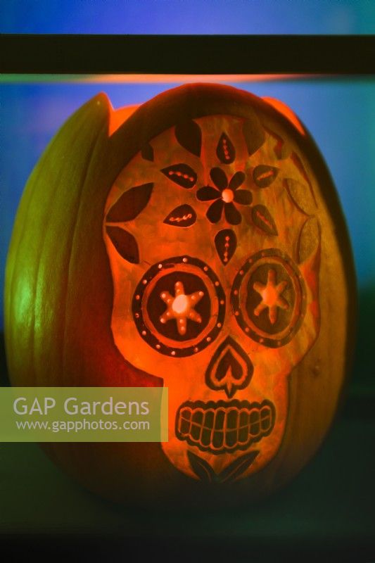 Halloween carved and decorated pumpkin lantern depicting a skull.  October
