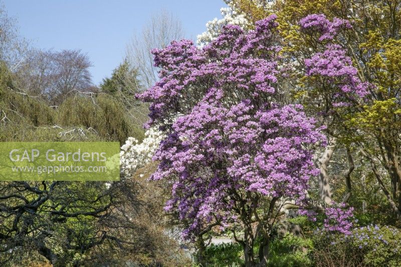 Rhododendron flinckii at Birmingham Botanical Gardens, April