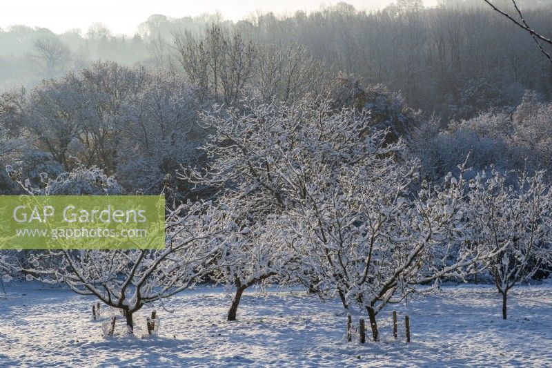 The orchard at Gravetye Manor, Sussex, in winter.