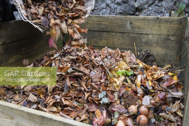 Tipping a basket of autumn leaves into a mixed compost including kitchen waste.