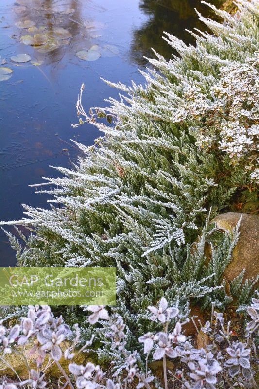 Frosted Juniperus horizontalis oven frozen pond in winter garden. December