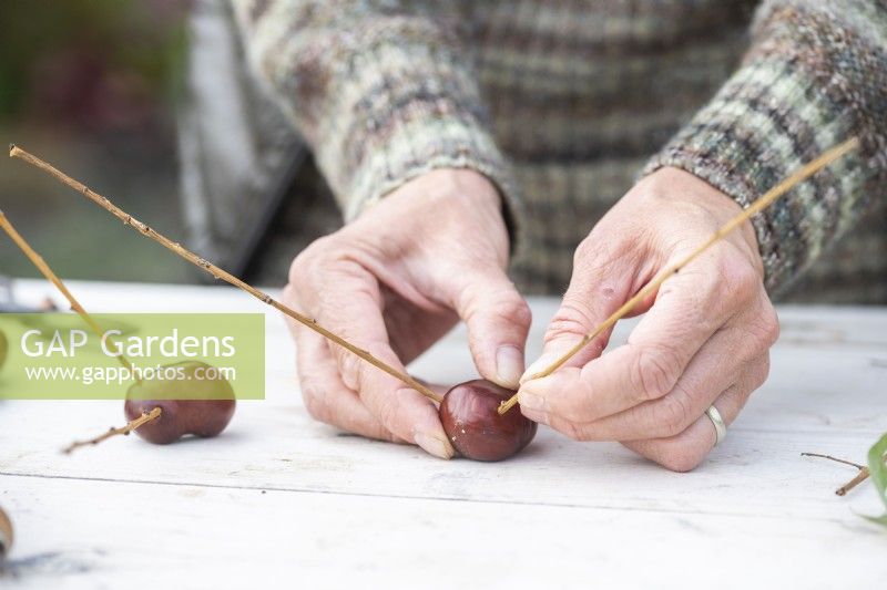 Woman poking the twigs into the holes in the conkers