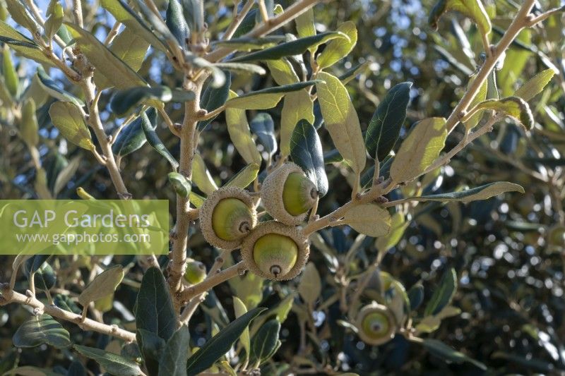 Quercus ilex, the evergreen oak, holly oak or holm oak with acorns