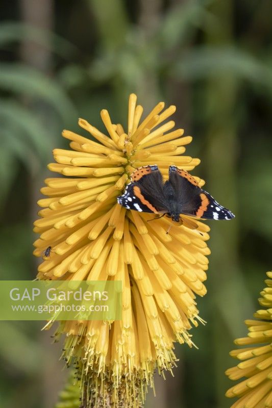 Vanessa atalanta, the red admiral butterfly on a Kniphofia 'Happy Halloween' flower in summer