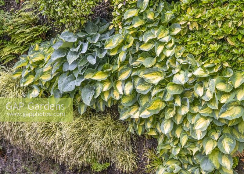 Living wall with Hosta, summer July