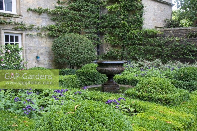 Clipped box hedges interplanted with heliotrope in the Fountain Garden at Bourton House Garden, Gloucestershire.
