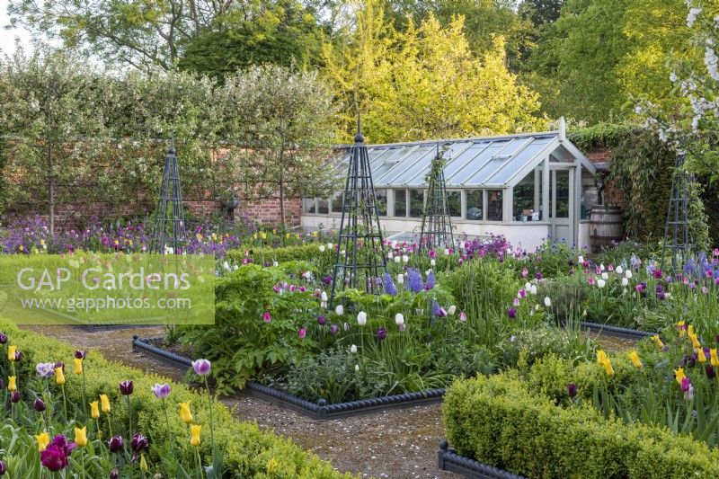 View to an old glasshouse, across square, rope-edged beds filled with tulips, camassias, honesty, angelica and clematis scrambling up metal obelisks.