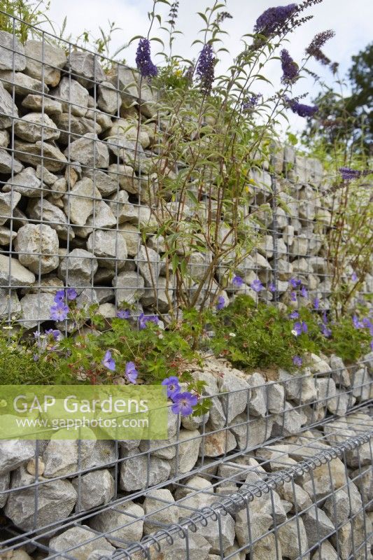 Nurturing Nature in the City. Designers: Caroline and Peter Clayton. Wildlife-friendly sustainable garden space. Geranium 'Johnston Blue' and buddleja amongst gabions. Summer.