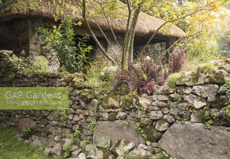 A dry stone wall - old forge with thatched roof - Malus 'Winter Gold' crab apple and Berberis on The Blue Diamond Forge Garden - RHS Chelsea Flower Show September 2021