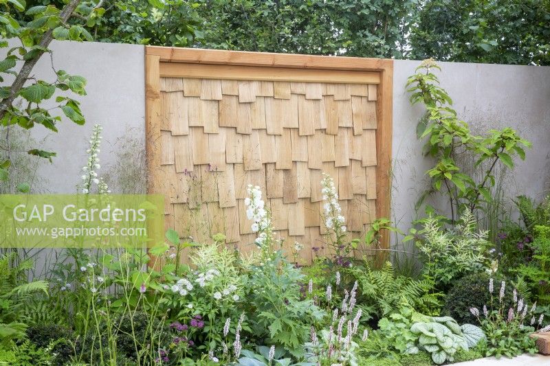 A grey rendered garden wall with a sweet chestnut screen, mixed perennial planting Delphinium 'Guardian White', Brunnera macrophylla 'Jack Frost', Persiaria affinis and Viburnum lantana tree