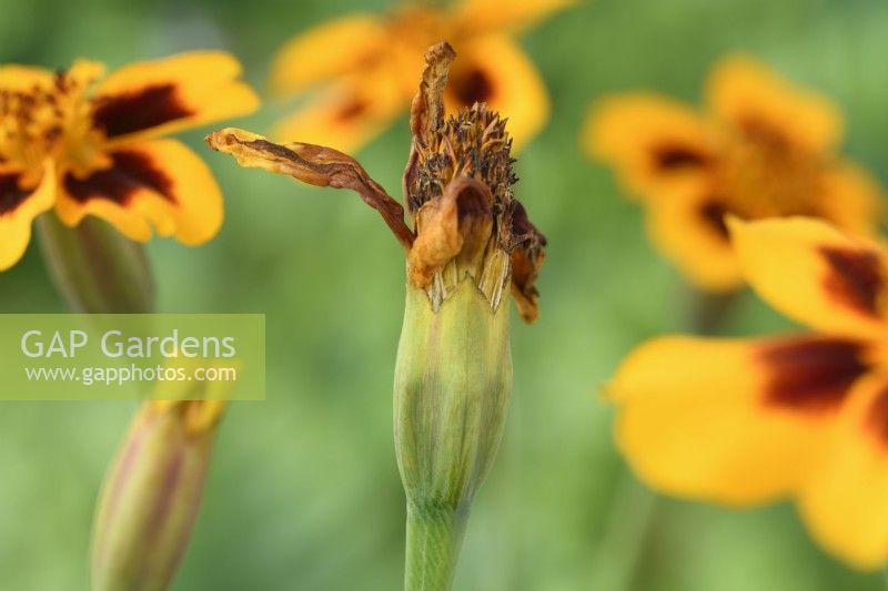 Tagetes patula  'Naughty Marietta'  French marigold seed heads forming as flower dies  September